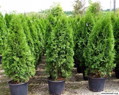 Туя Смарагд - Smaragd 120 см
