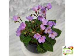 Frosted Fantasy спорт трейлер