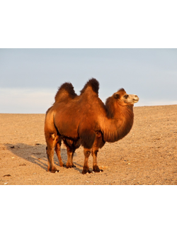 Одеяло "Сахара-ЭКО" Лёгкое (верблюжья шерсть, 200 гр/кв.м)