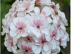 П176 Пеларгония Lovely Vera укорененный черенок