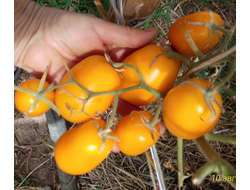 Томат Сливка Бендрика желтая