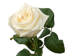 Розы Аваланж Белые (до 80 см) Россия