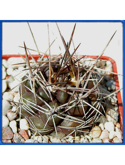 Weingartia culpinensis LH 666
