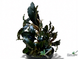 Буцефаландра Blue Moon (горшок)