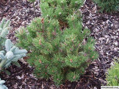 Сосна горная Петерле - Peterle