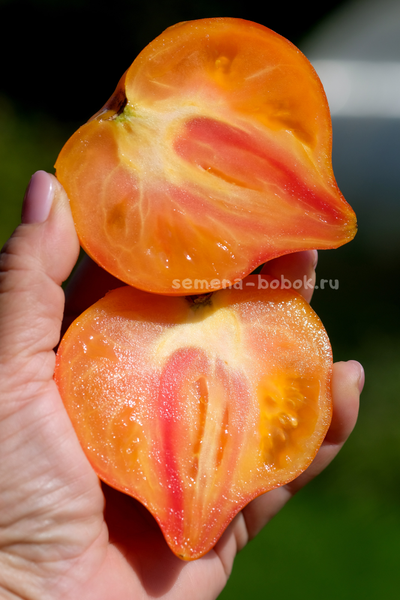 Томат Волшебные Шляпки тётушки Гретель