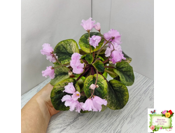 Dn-Рожева Конвалiя Gold (Д. Денисенко)