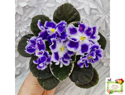 ВаТ-Монарх (Т. Валькова) 2016 г.