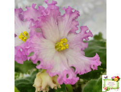 Nik-Обыкновенная Богиня (Н. Булко) 2023 г. (сортовая омоложенная розетка)