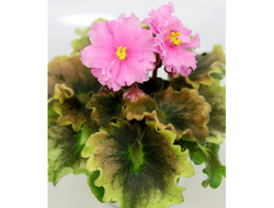 96) АВ-Поющие пески 2021г (полумини)