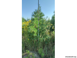 Сосна Гималайская - Pinus Wallichiana