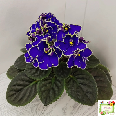 ЛЕ-Прекрасная Креолка (Е. Лебецкая) 2009 г