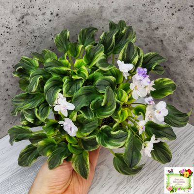 LV-Яночка (Л. Шевелева) 2023 г. трейлер (клакамас с кроновой пестролистностью)