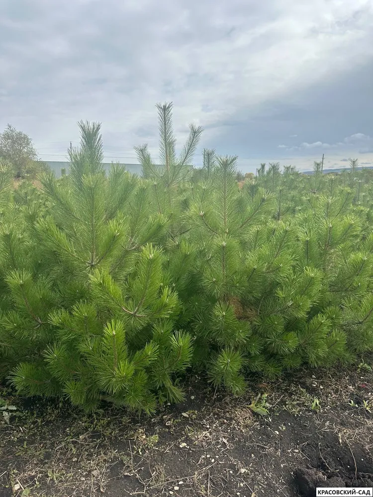 Сосна крымская Черная (Pinus nigra) – осеннее фото - красовский-сад.рф