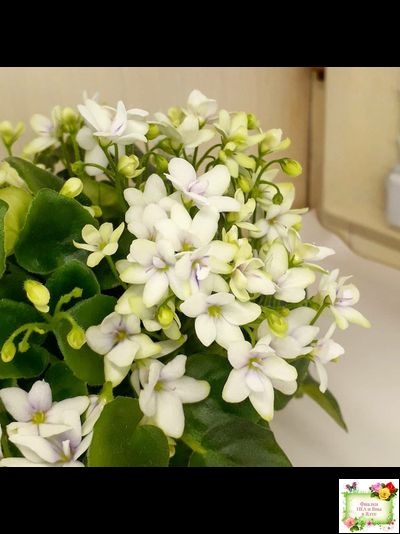 Broadway Star Trail (Селекционер неизвестен) трейлер