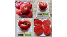 Подземная железная дорога тетушки Лу