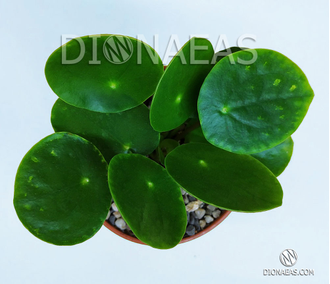 Pilea Peperomioides - Пилея пеперомиевидная, китайское денежное дерево, растение НЛО