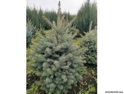 Ель колючая Глаука - фото в ландшафте - красовский-сад.рф
