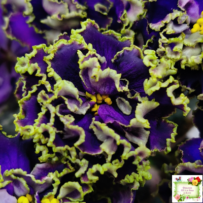 РС-Дремучий Лес (С. Репкина) 2019 г.