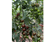 Ciliegino nero di turchia (Черная вишня Турции)