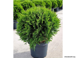 Туя Даника - Danica