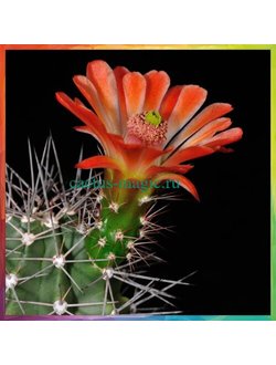 Echinocereus coccineus v. paucispinus SB 406