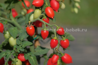 Томат LITTLE HEARTBREAKER (Маленький сердцеед), 10 шт