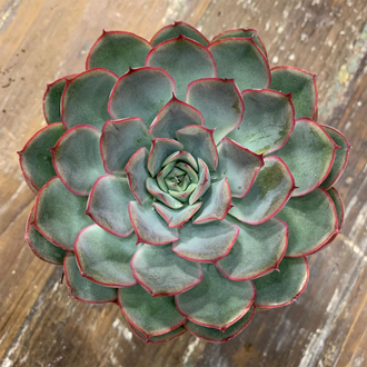 Echeveria Pulidonis