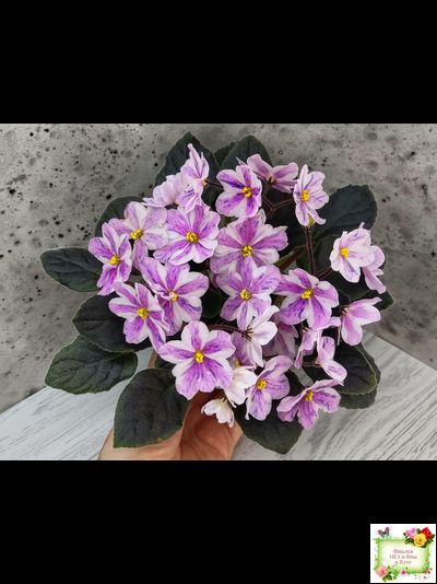 Ness` Spring Blush (D. Ness) химера (стартер сорт)