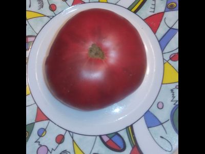 Томат Гари о Сена (Gary'O Sena)