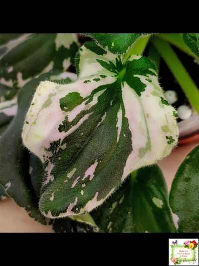 LV-Девятый Вал (Л. Шевелева) 2024 г. трейлер (пестролистный клакамас)