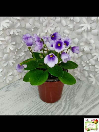 ЛЕ-Котенок Гав (Е. Лебецкая)