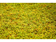 Иланг-иланг комплит (Cananga odorata), цветы 10 мл - 100% натуральное эфирное масло