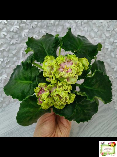 ЕК-Исполнение Желаний (Е. Коршунова) 2023 г. (Детка)