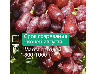 Столовые сорта винограда. Гибридная форма винограда Найден. Лучшие ...