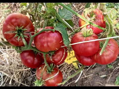 Томат 1884 фиолетовый (1884 Purple, Канада)