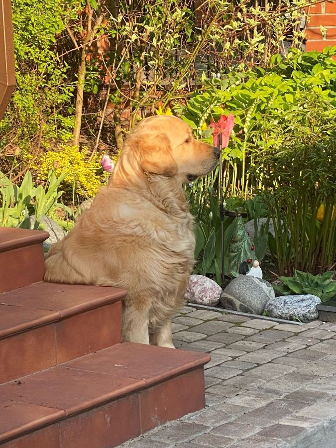 Бард / Русское Золото Шаран Бард, 3 г