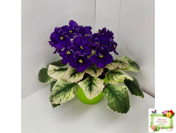 ЛЕ-Константин (Е. Лебецкая) 2019 г.