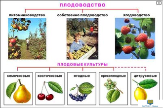 Культурные растения  (24 шт), комплект кодотранспарантов (фолий, прозрачных пленок)