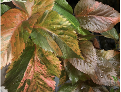 Acalypha wilkesiana ‘tricolor’ / акалифа триколор