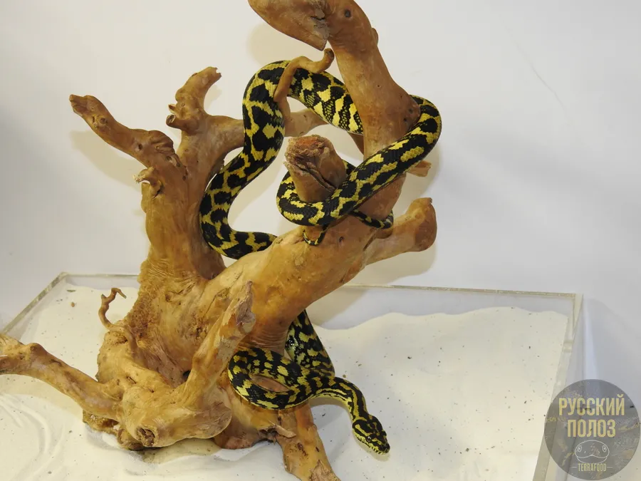 Ковровый питон Чейни, Morelia spilota cheynei