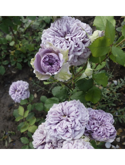 Блю Романеско (Blue Romanesque)