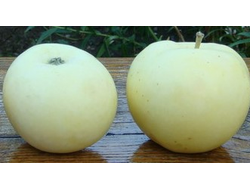 Папировка (яблоня)