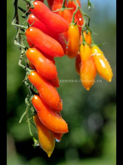 Томат Dulcita long (Сладкий Длинный), 5 шт