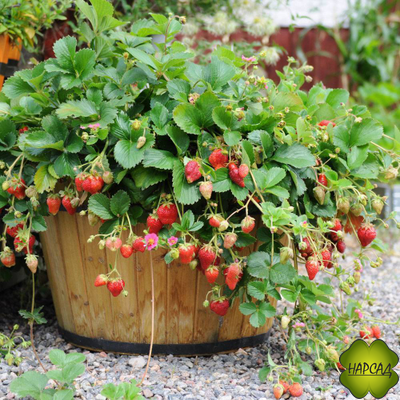 КЛУБНИКА "ТОСКАНА" (ТРИСТАН) (АМПЕЛЬНАЯ, ДЕКОРАТИВНОЕ ЦВЕТЕНИЕ, ВКУСНАЯ, РЕМОНТАНТНАЯ)