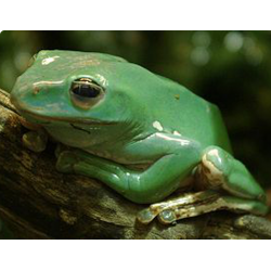 Гигантский зеленый веслоног (Polypedates dennysii)