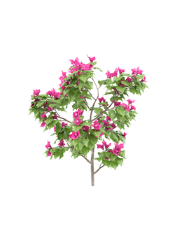 тропические Бугенвиллия 24