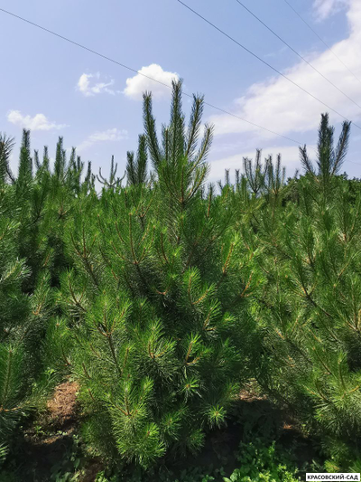 Сосна Черная - Pinus Nigra