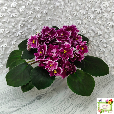 АВ-Последняя Любовь Самурая (Фиалковод) 2021 г. (лист посажен 19.01.26)