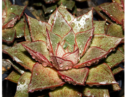 Echeveria purpusorum (2 листочка)
